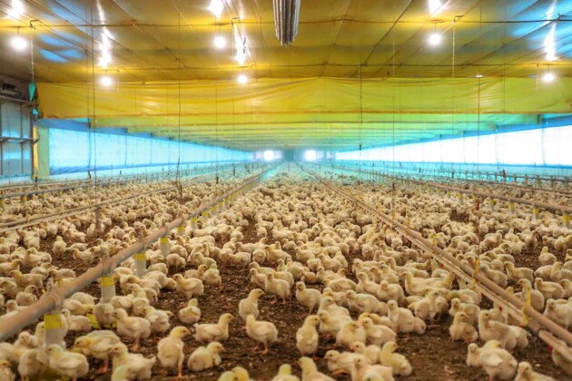 Paraná reforça ações de prevenção da gripe aviária