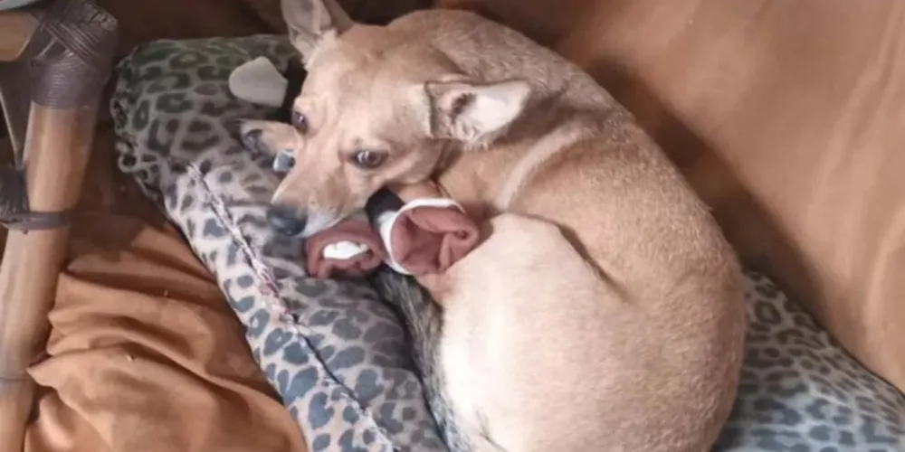 Vereador diz que não teve intenção de matar a cadela ‘Pipoca’