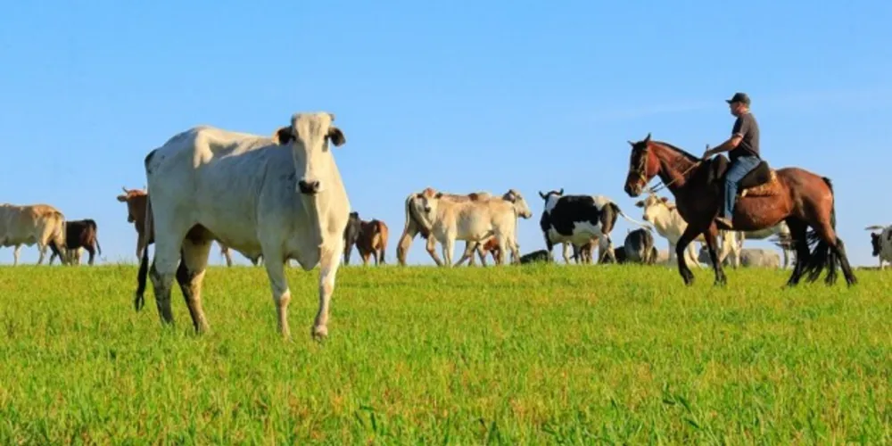 No Paraná, Tibagi ocupa a 6ª posição no estudo. Já à nível de Campos Gerais, o município está na 2ª posição