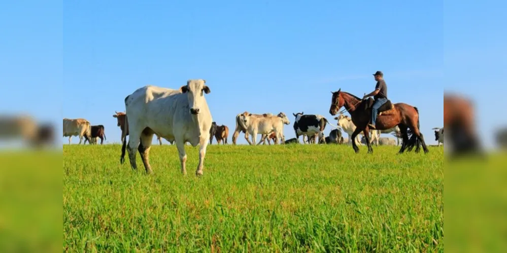 No Paraná, Tibagi ocupa a 6ª posição no estudo. Já à nível de Campos Gerais, o município está na 2ª posição