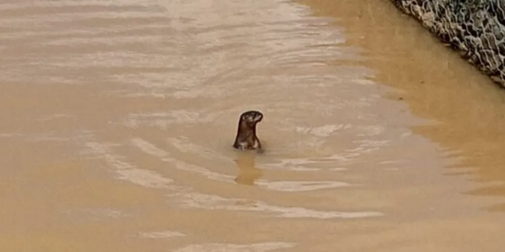 Presença do animal chamou atenção dos frequentadores do Lago