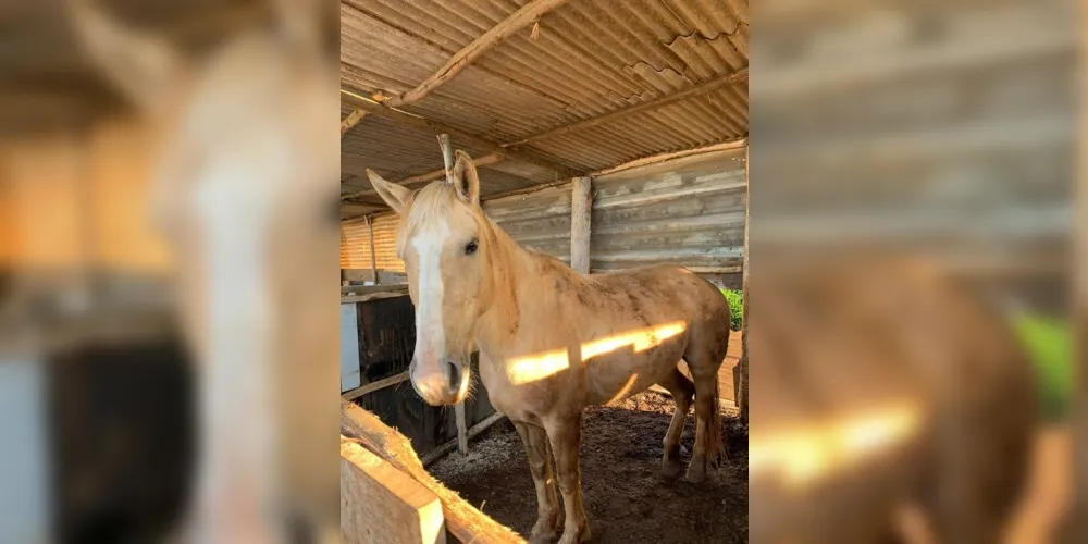 Na família Lopatiuk, a paixão pelos bichos foi passada de geração em geração