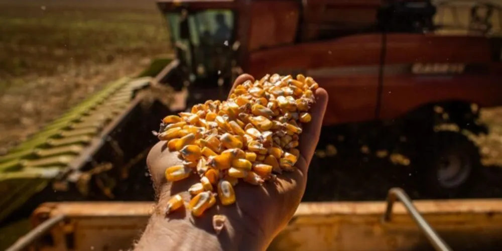 Clima no Rio Grande do Sul começa a impactar na qualidade do milho