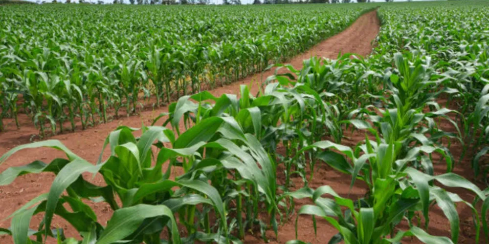 Sobrinho do homem desaparecido entrou em contato com os Bombeiros