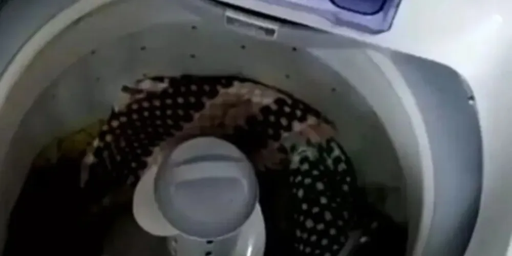 A jararaca é considerada uma das espécies mais venenosas da América do Sul