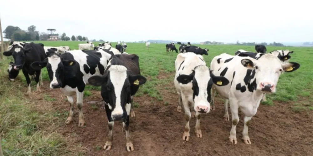 O setor leiteiro é um dos principais geradores de riquezas no campo nas cooperativas dos Campos Gerais