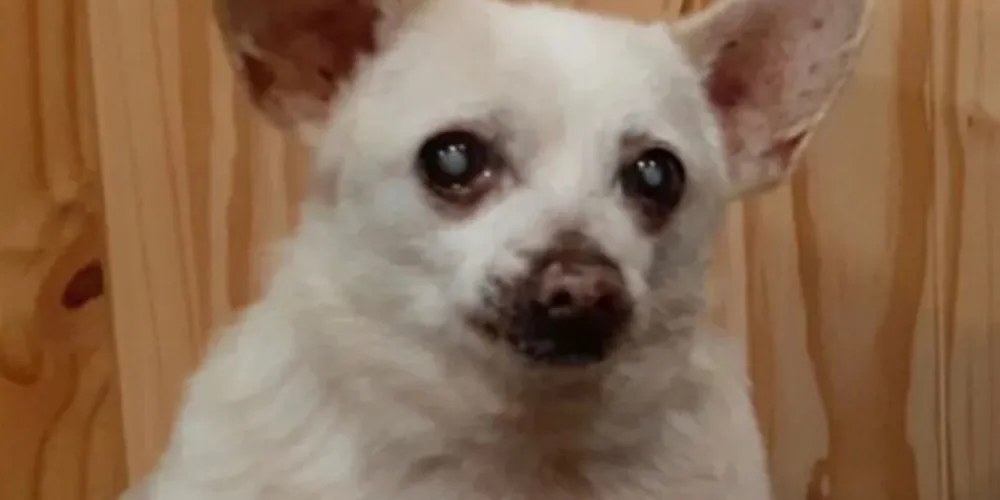 Recordista foi anunciado nesta quinta-feira (19) pelo Instagram do ‘Guinness Book’