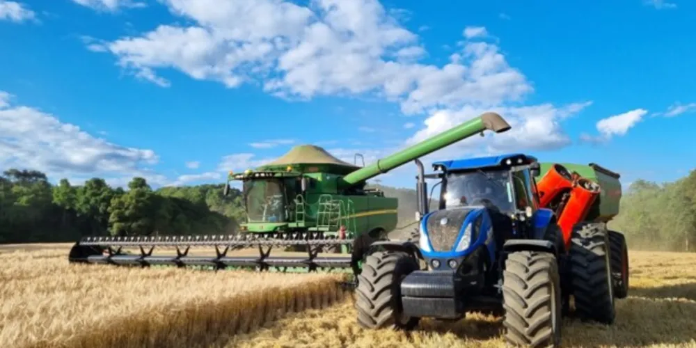 Excesso de umidade a partir do mês de agosto reduziu a qualidade e a produção neste ano na região