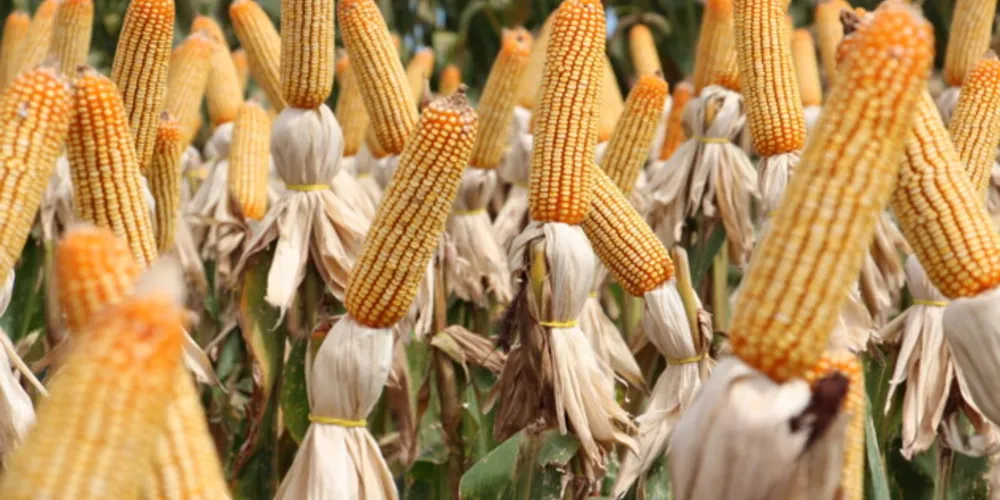 No setor agrícola, o milho é o segundo grão mais produzido nas cidades da região. Produção superou 880 mil toneladas