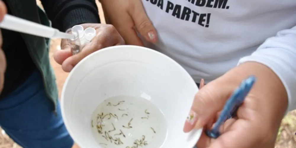 Foi selecionada uma área de 1 km², que compreende os bairros Boa Vista, Vila Kennedy I e II, Primavera I e Jardim Santa Cecília, com 6 mil habitantes