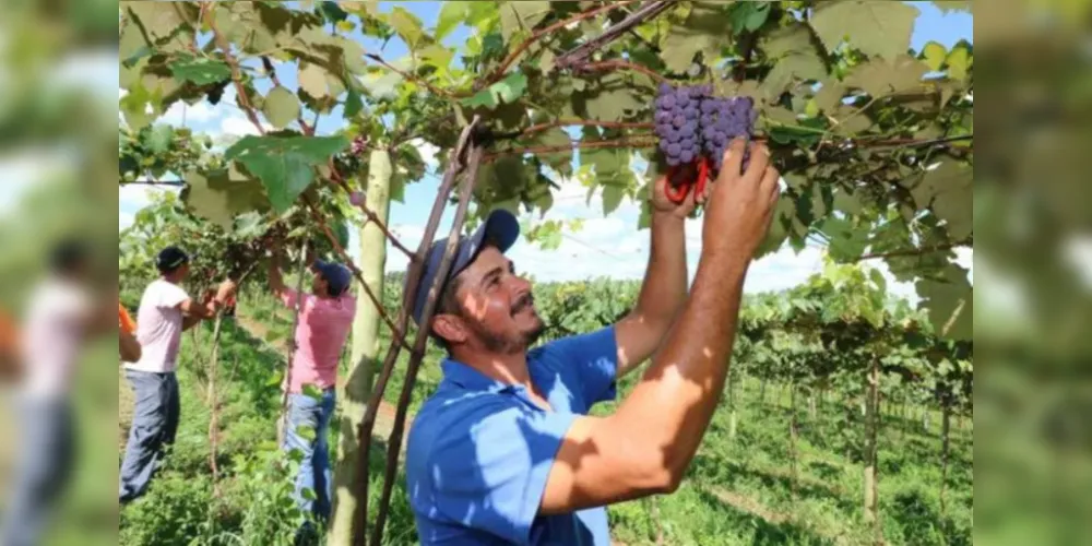 Fesuva começa junto com a Feira Gastronômica nesta sexta-feira