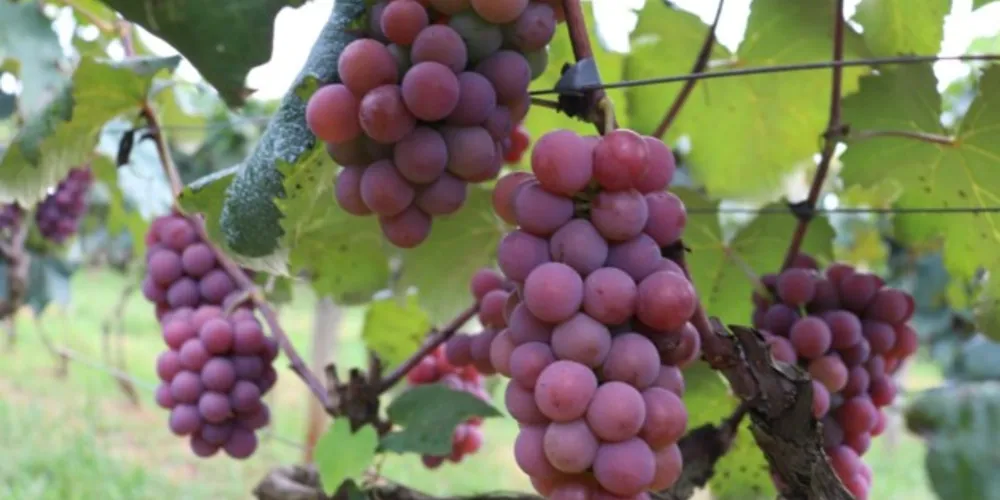 Os dois eventos serão realizados no pátio da Biblioteca Municipal aos fins de semana, de 20 de janeiro a 5 de fevereiro