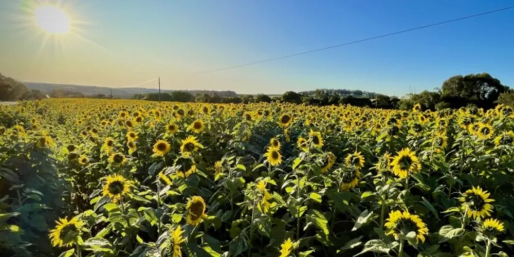 Produtor rural Edilson Gorte inovou ao plantar girassol no outono em uma área entre Ponta Grossa e Palmeira