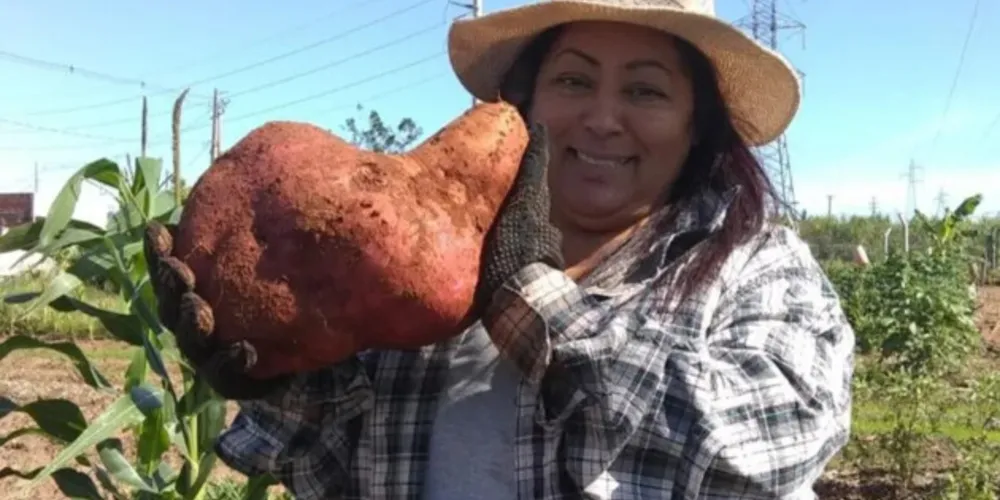 Batata-doce gigante colhida por Vandete Elias dos Santos