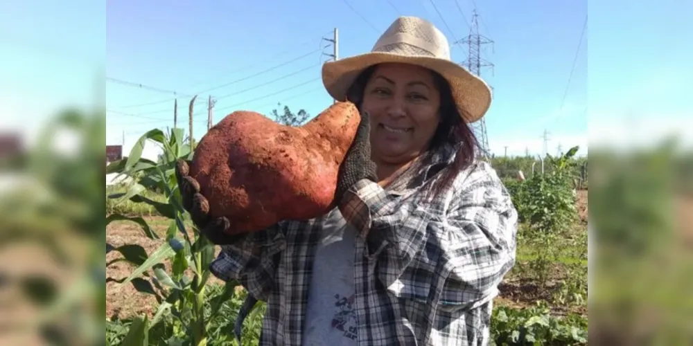 Batata-doce gigante colhida por Vandete Elias dos Santos