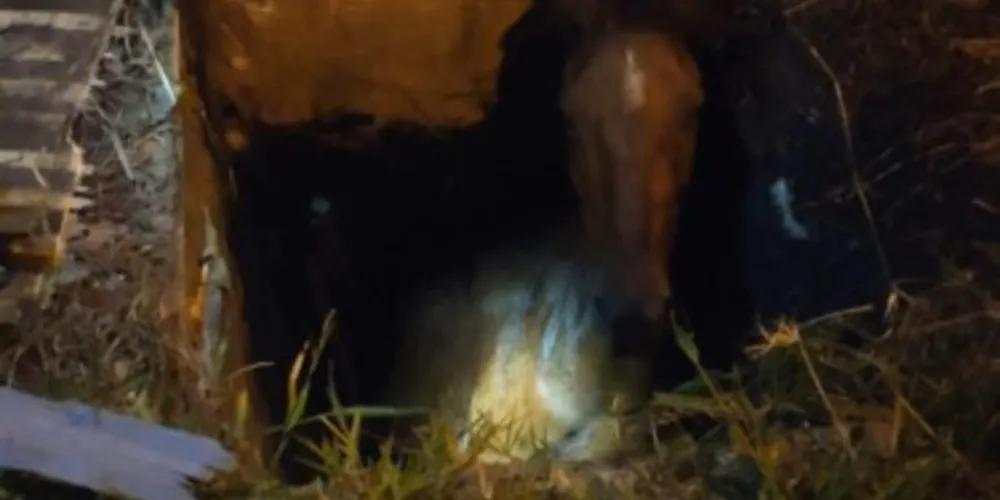 Apesar dos esforços dos bombeiros, ele não resistiu e morreu