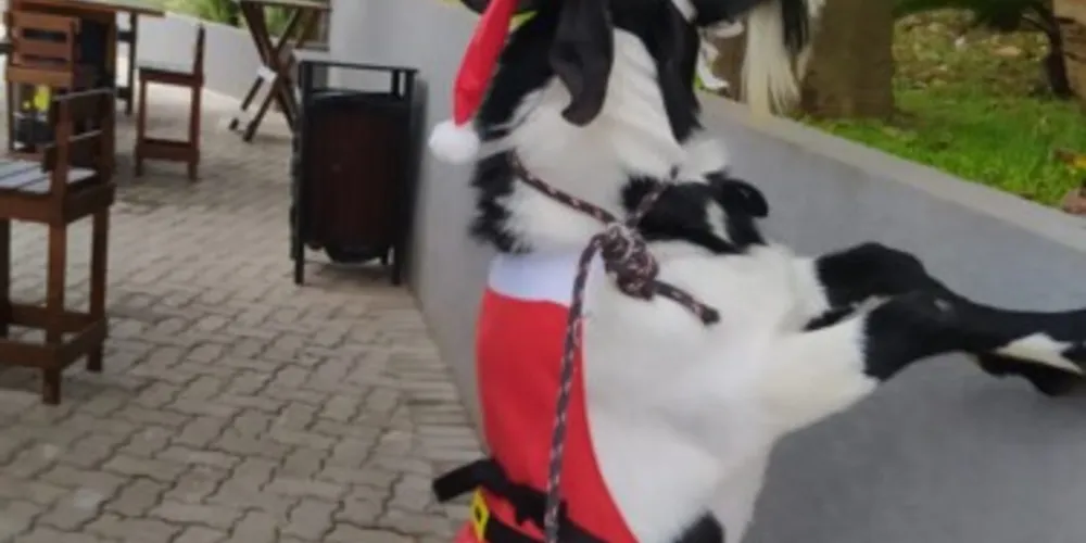 O bode é conhecido por ser bem mansinho