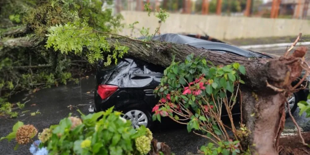 Após a queda da árvore, os moradores da região chamaram o Corpo de Bombeiros