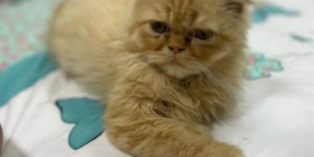 O gato persa atende pelo nome de ‘Jusé’ e tem apenas quatro meses de vida