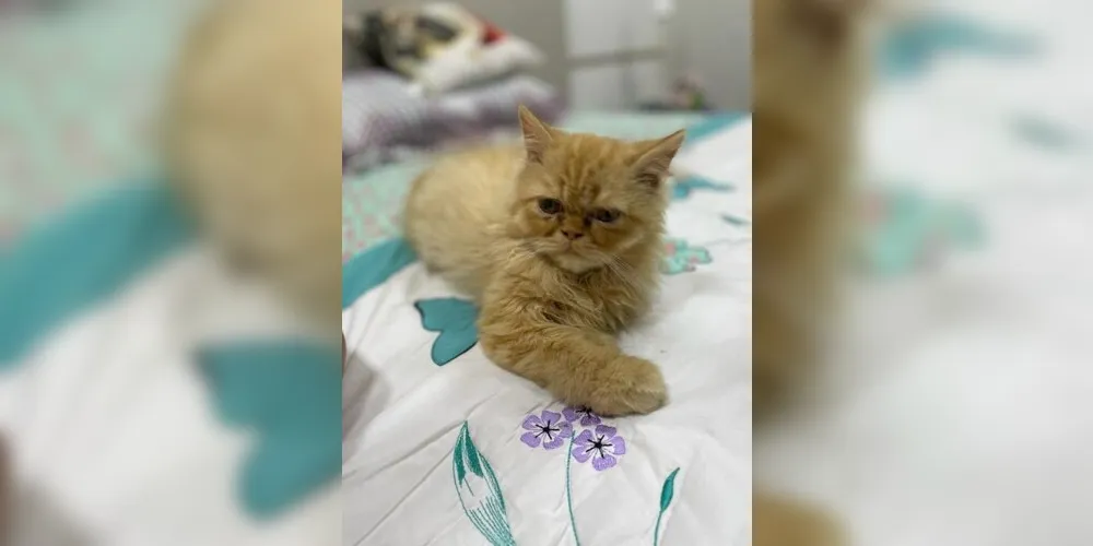 O gato persa atende pelo nome de ‘Jusé’ e tem apenas quatro meses de vida