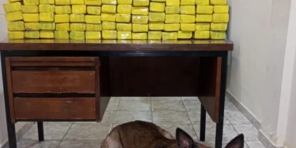 Nenhuma droga passa desapercebida ao faro de Maximus (foto)