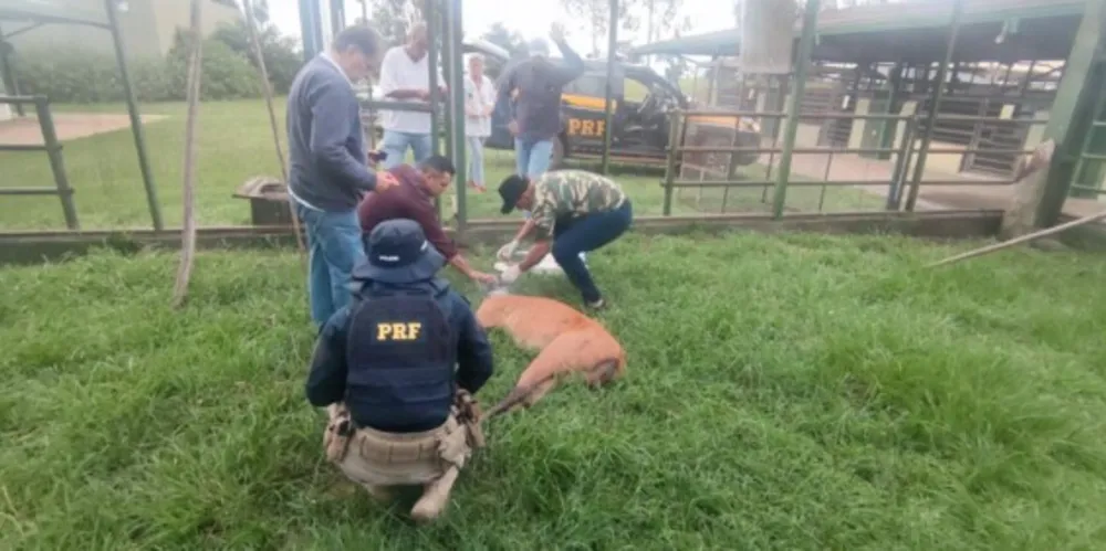 Conforme informações da PRF, o cervo está em estado de observação e foi medicado