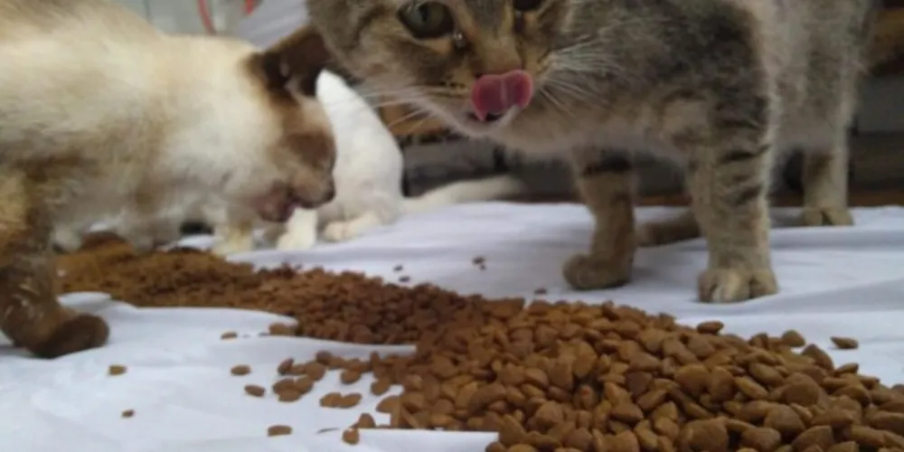 ONG 'Canil lar' faz campanha para pagar dívida de R$ 15 mil