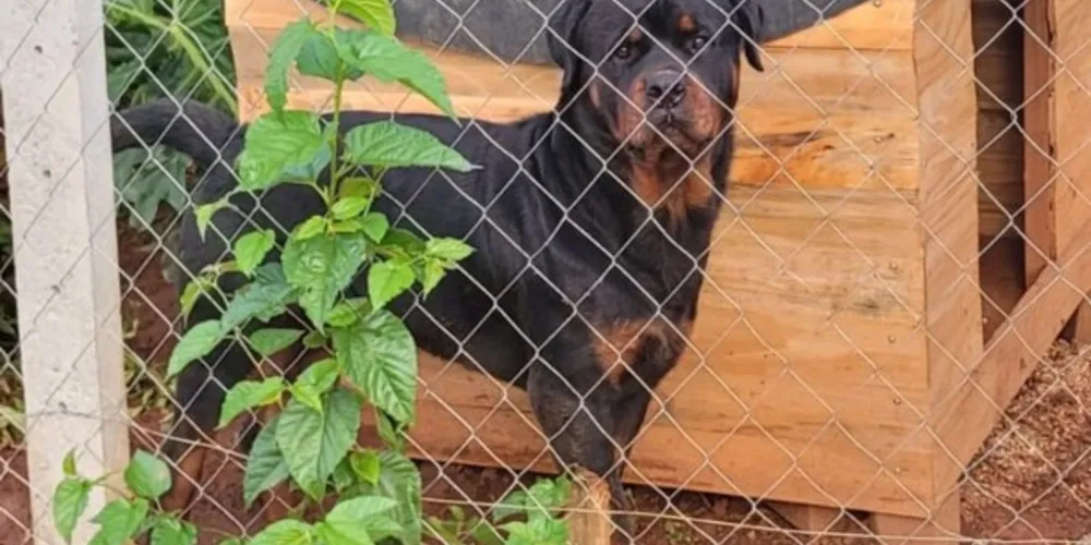 Vítima caminhava pela via, quando foi surpreendido por dois cães das raças Pitbull e Rottweiler