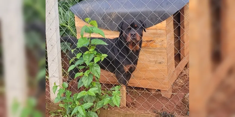 Vítima caminhava pela via, quando foi surpreendido por dois cães das raças Pitbull e Rottweiler