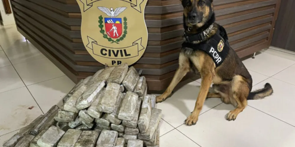 Ações com cães policiais da PCPR apreenderam mais de 10 toneladas de drogas em 2022