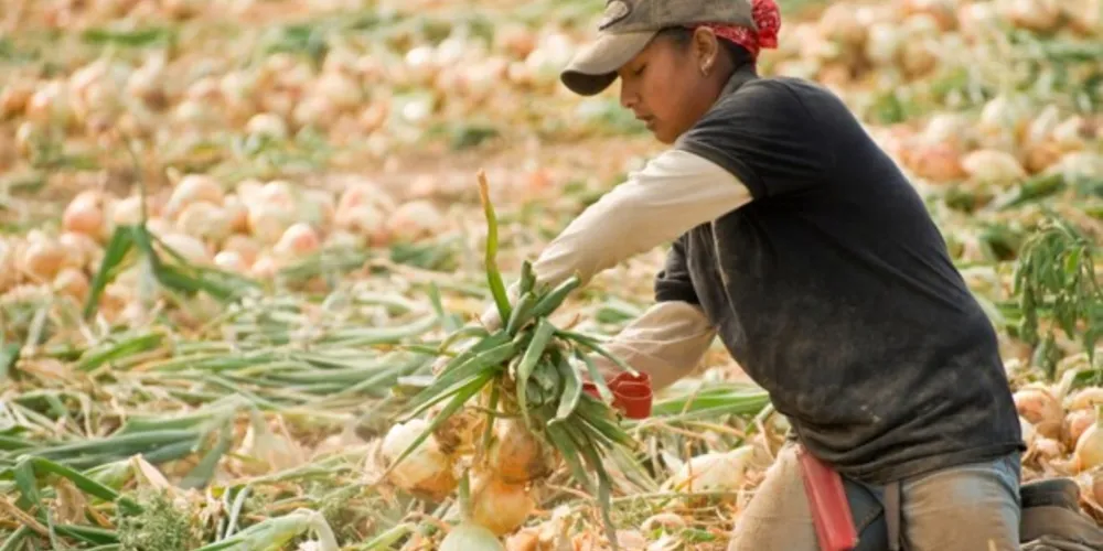 A cebola ficou entre os itens mais baratos