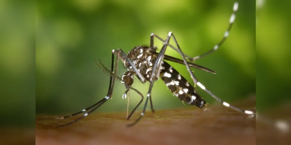 Para conter o avanço da dengue é necessário eliminar os criadouros do mosquito transmissor