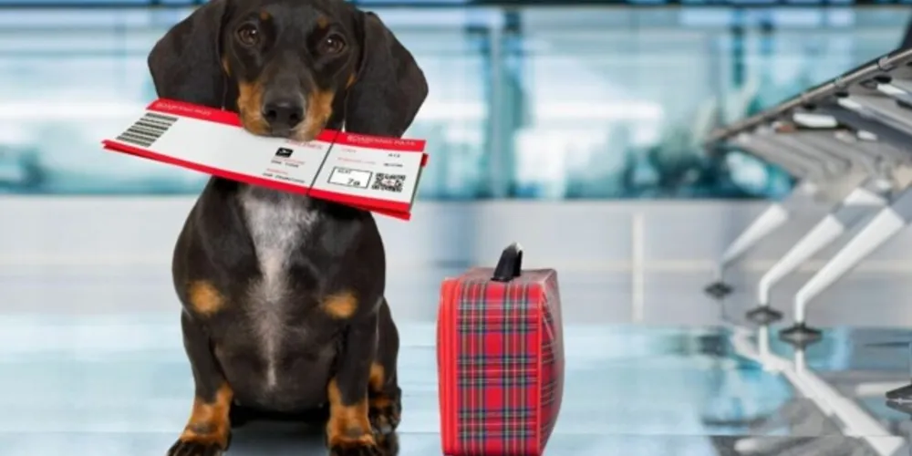 A autora da ação adotou como animal de estimação um cachorro sem raça definida