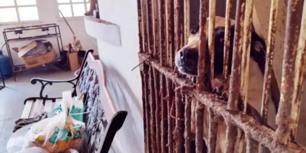 Segundo a ação penal proposta, “a denunciada mantinha os animais em situação deplorável de higiene, saúde e alimentação há tempo considerável"