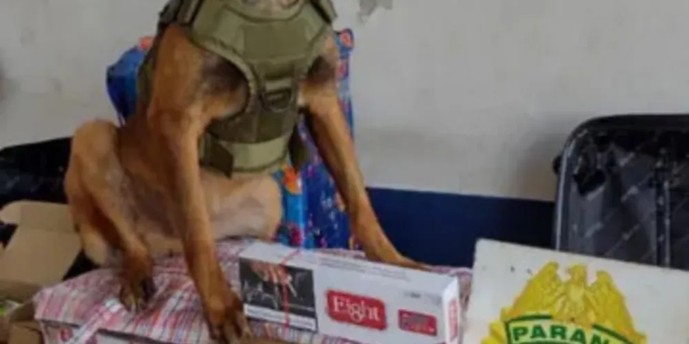 Ollie está em treinamento e pulou da viatura na região do distrito de Xaxim