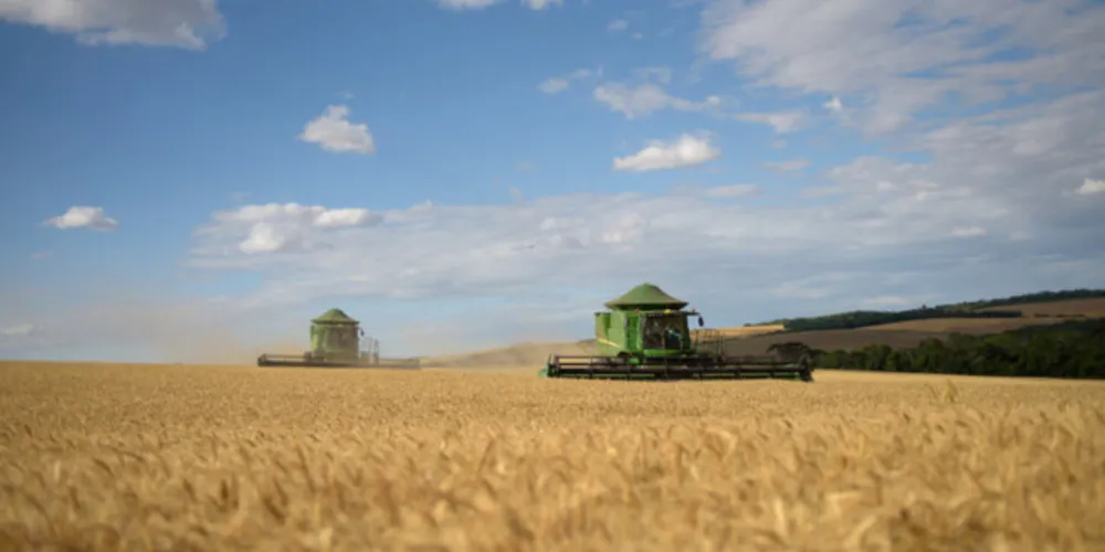 Área plantada girou em torno de 3 milhões de hectares