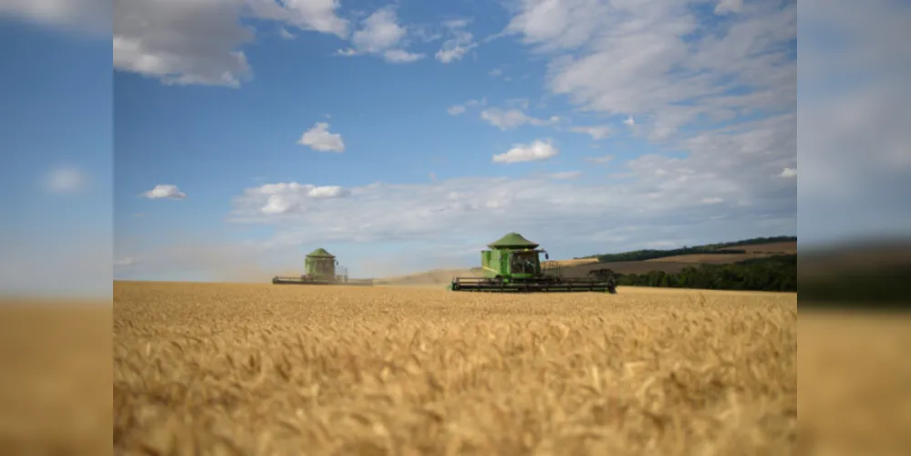 Área plantada girou em torno de 3 milhões de hectares