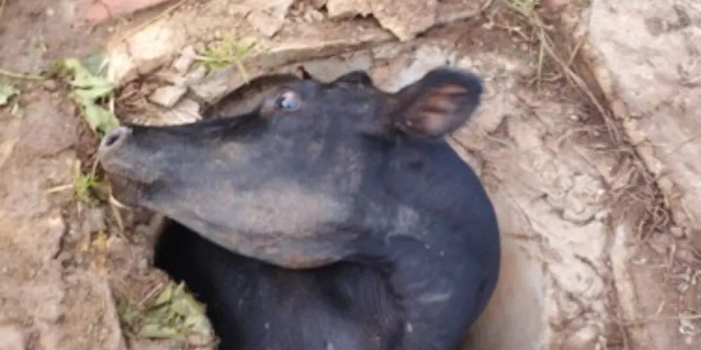 Moradores acreditam que a vaca ficou presa durante toda a madrugada