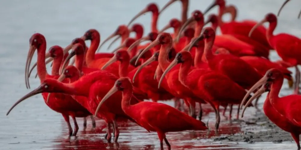 Campanha para preservar a vida das aves guarás começam em Guaratuba