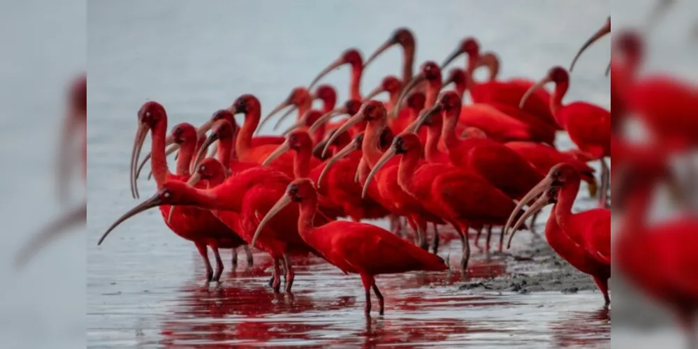 Campanha para preservar a vida das aves guarás começam em Guaratuba