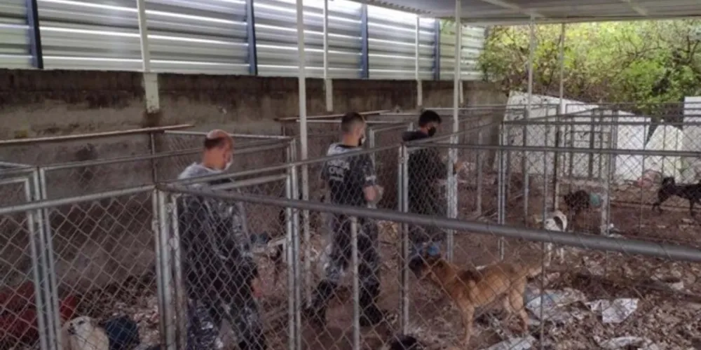 Animais estavam trancados e vivendo em condições insalubres