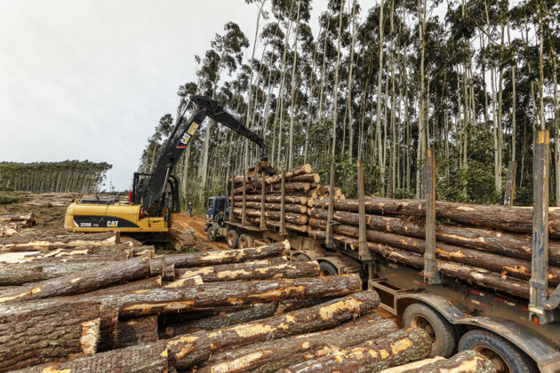 Em papel e celulose, Telêmaco concentra 25% da produção do Paraná. Em tora de madeira, o ‘top 6’ paranaense é regional, com Arapoti em 1º