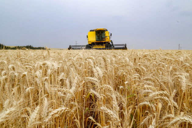 O produtor paranaense, por sua vez, recebeu, em média, R$ 93,73 pela saca de trigo em dezembro. Valor caiu 5% sobre novembro