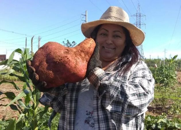 Batata-doce gigante colhida por Vandete Elias dos Santos