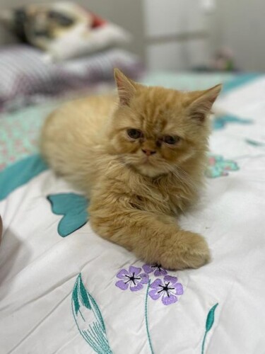 O gato persa atende pelo nome de ‘Jusé’ e tem apenas quatro meses de vida