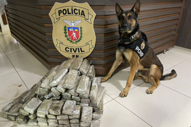 Ações com cães policiais da PCPR apreenderam mais de 10 toneladas de drogas em 2022