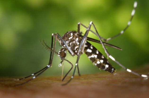 Para conter o avanço da dengue é necessário eliminar os criadouros do mosquito transmissor