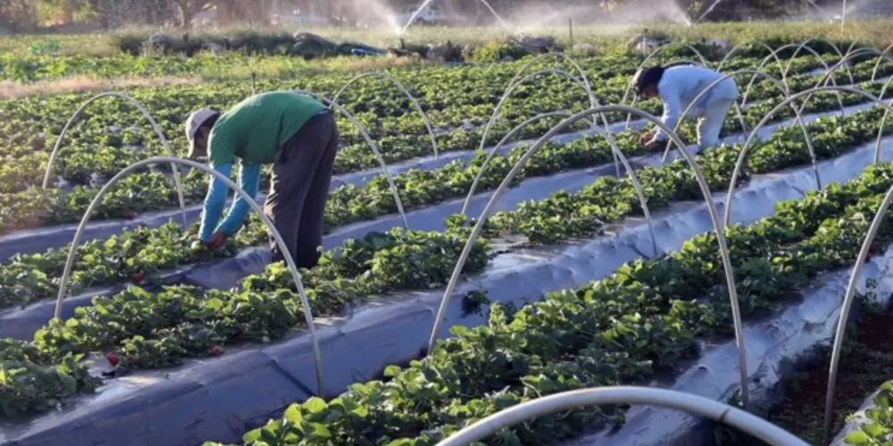 De acordo com Fávaro, a medida foi necessária porque o Plano Safra em curso não conseguiu cumprir todas as demandas dos produtores por esse crédito