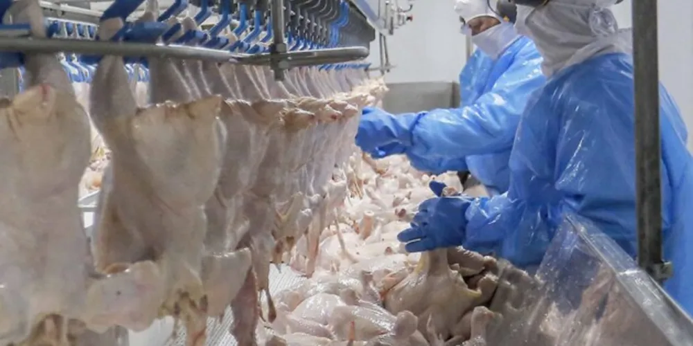 Estado registrou aumento expressivo no abate de frangos, segmento em que é líder disparado entre os estados