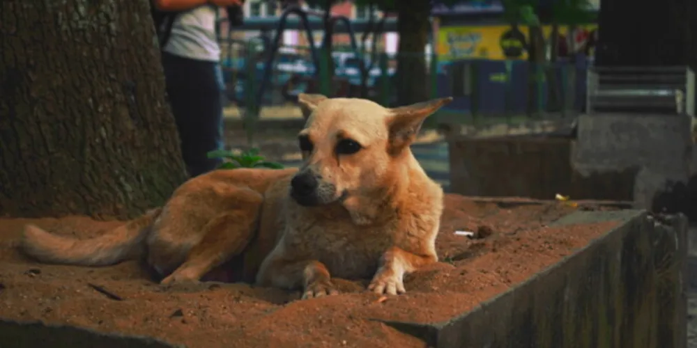 Para o orçamento de 2023, o vereador Geraldo Stocco destinou emendas impositivas para duas instituições da causa animal na cidade.